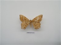 藏品(尺蛾213)的圖片